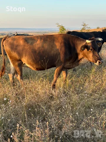 Продавам Месодайни Крави