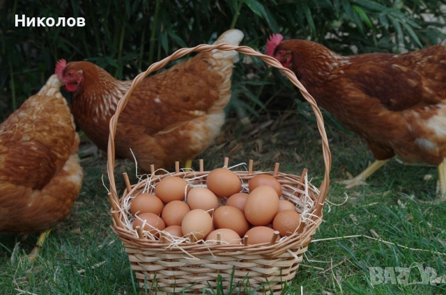 Домашни яйца от щастливи кокошки , снимка 5 - Домашни продукти - 54617039
