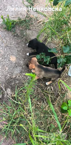🐾 Четири малки кученца търсят дом! ❤️, снимка 2 - Други - 55588816