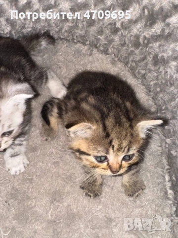 Шотландски котенца, снимка 5 - Британска късокосместа - 54832734