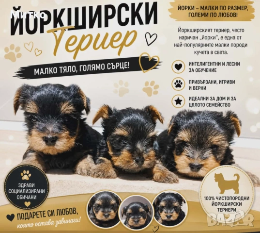 Йоркширски териер 