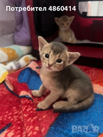 Абисинско котенце – момче, цвят Fawn (Фавн), снимка 5 - Други - 54957358