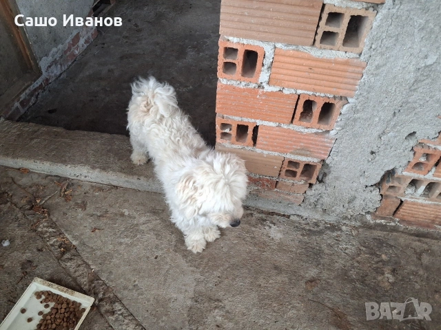 Малтийска болонка, снимка 4 - Болонка - 55057962