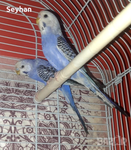 Папагали вълнисти 