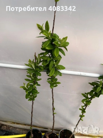 Мушмула, снимка 4 - Градински цветя и растения - 53897904