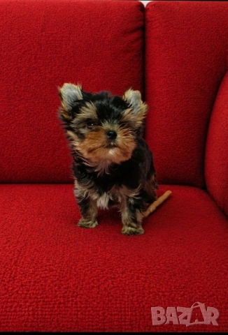 Мини Йоркширски териер момче 