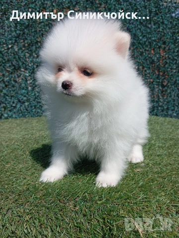 померан , снимка 6 - Померан - 54224690