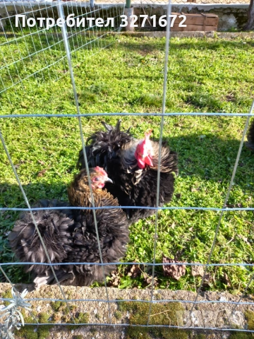 Яйца от къдрав мини кохин , снимка 3 - Кокошки и пуйки - 53998209