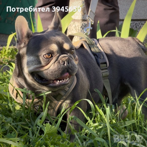 Френски булдог за разплод , снимка 2 - Френски булдог - 54314456