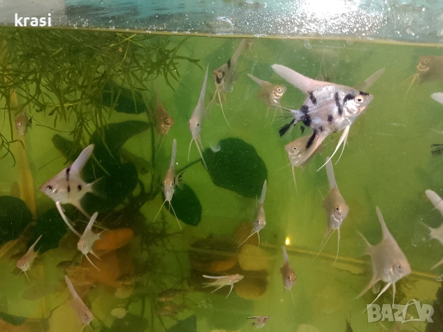 Декоративни рибки, скаларий. 