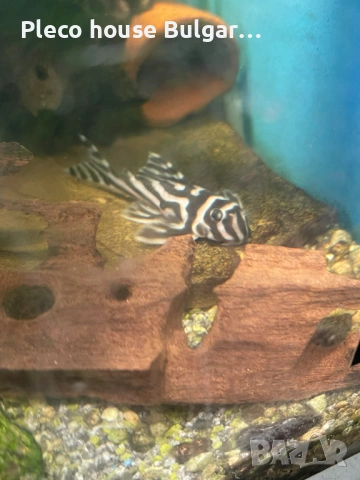 Укрития за малки Л-ки,като L046, снимка 5 - Оборудване за аквариуми - 54133340