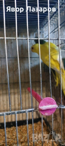 Папагали неофеми и пойни, снимка 7 - Папагали - 54303895