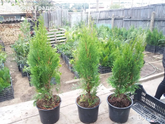 Западна Туя- Смарагд, снимка 4 - Градински цветя и растения - 54020569