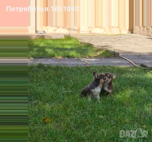продавам чихуахуа , снимка 2 - Чихуахуа - 55550739