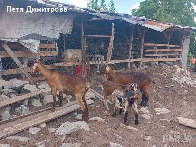 Продавам две кози и две ярета , снимка 2 - Кози - 54960963