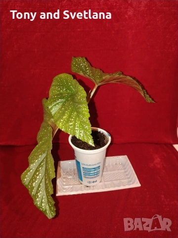 Бегонии Тамая, млади добре вкоренени растения , снимка 8 - Стайни растения - 54059283