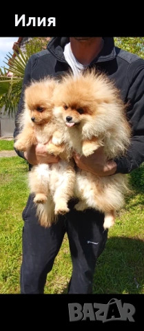 Продавам померан, снимка 2 - Померан - 54174720