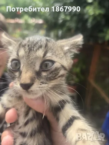 Котета търсят дом, снимка 3 - Други - 55517656