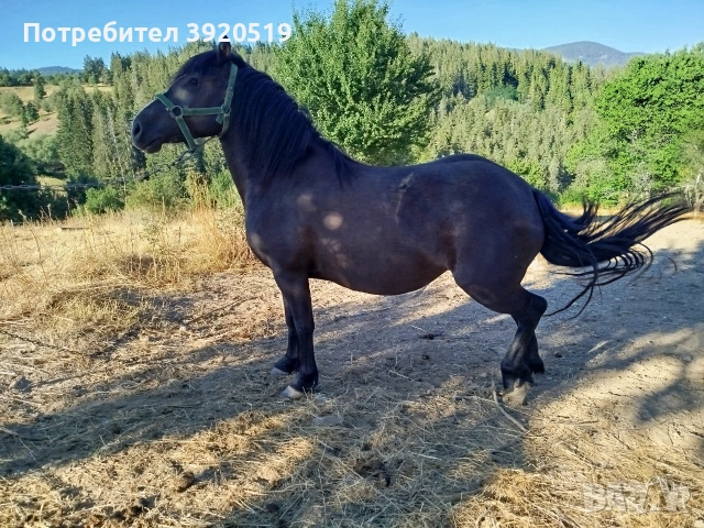 Кобила на 4години, снимка 7 - Коне - 55015969