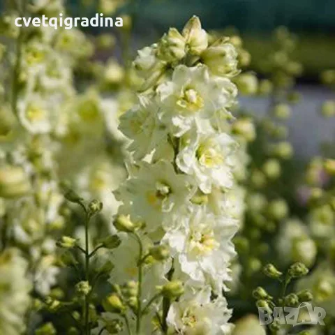 Delphinium ‘Sentinel Garden Creme’ (Делфиниум ‘Сентинел Гардън Крем’)