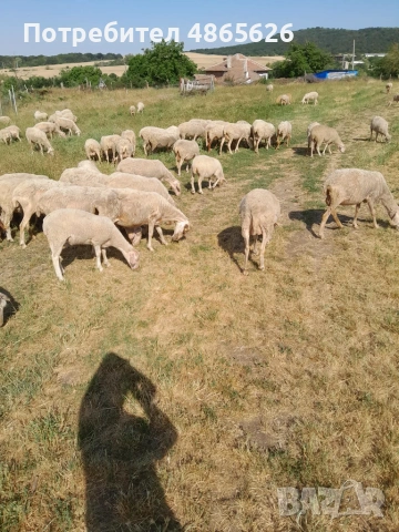 Продавам овце  , снимка 4 - За селскостопански - 55016659