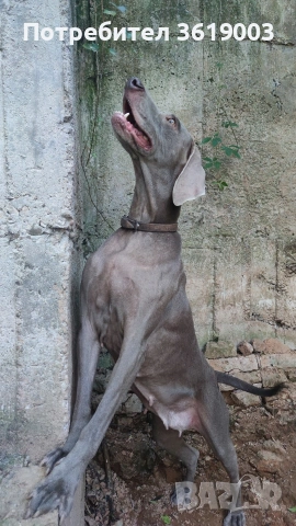 Ваймаранери , снимка 18 - Ваймаранер - 54205376