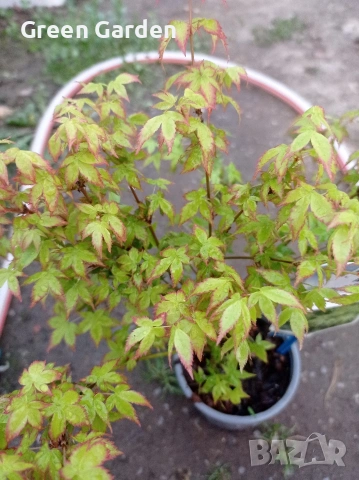 Клен - Acer Little Princess , снимка 2 - Градински цветя и растения - 53067683
