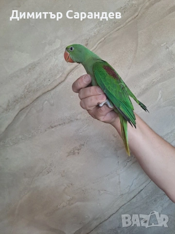 Прдавам Големи александри, снимка 2 - Папагали - 55045742