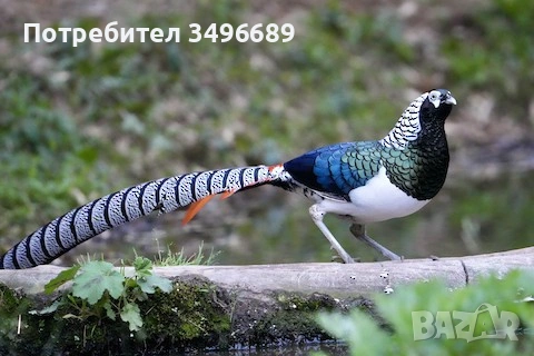 Продавам яйца от диамантени фазани.