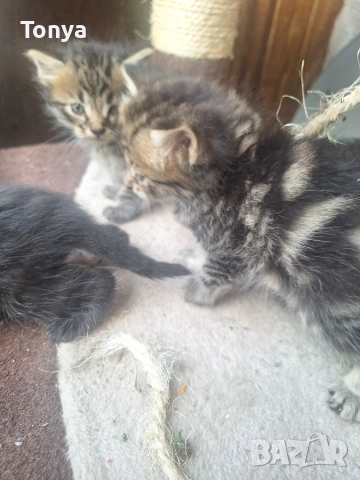 Продавам котвнца, снимка 4 - Други - 55077120