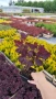 Червенолистна Смрадлика, Cotinus Royal purple или още Тетра!!!, снимка 8