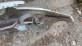 Предна броня за 1 F20 M paket, снимка 8