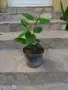 Китайска роза - червена с кичест цвят, снимка 2
