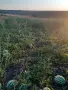 ДИНИ с.Точилари общ.Кубрат собствено производство., снимка 3