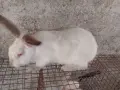 здравейте свободни зайци , снимка 2