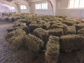 Бали люцерна , снимка 1