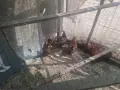 Декоративни кокошки, снимка 7