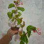 Многогодишни Стайни Бегонии 2 вида, снимка 4