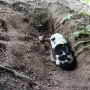 Домашно куче 🐕, снимка 2