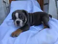 Английски Булдог Черен и Син , снимка 8