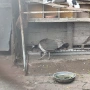Индийски паун, снимка 4