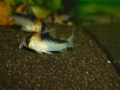 Сомче, сомче corydoras duplicareus, снимка 4