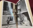 Bonzo's War. Animals Under Fire 1939-1945, снимка 9