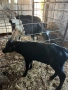 Продавам бозайници Абърдийн и шарено , снимка 2