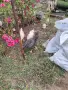 Пилета Кокошки малки, снимка 3