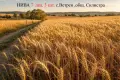 Продавам ЗЕМЕДЕЛСКА ЗЕМЯ с. Ветрен обл. Силистра, снимка 1