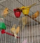 Продавам млади канарчета , снимка 1