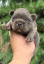 Френски булдог/French Bulldog , снимка 1