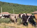 Продавам крави и телета , снимка 3
