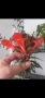 Колумнея, columnea, снимка 1